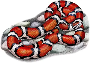 Kansas Prints: Red Milk Snake