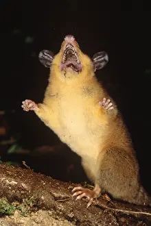 2004 Prints: Red Mouse-opossum