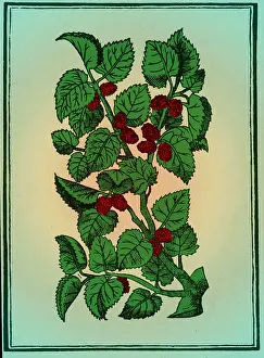 Fruit Prints: Red Mulberry