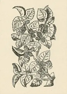 Horticulture Prints: Red Mulberry