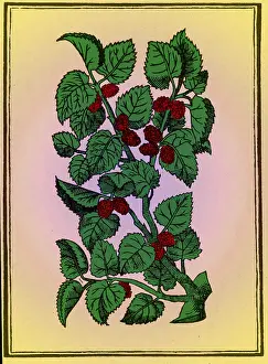 Horticulture Prints: Red Mulberry