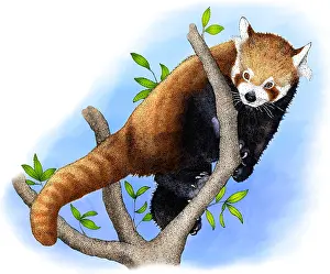 Chordate Prints: Red Panda