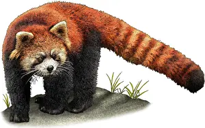 April Prints: Red panda