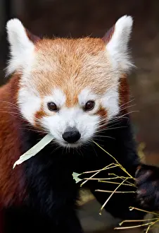 Foods Prints: Red Panda (Ailurus fulgens)