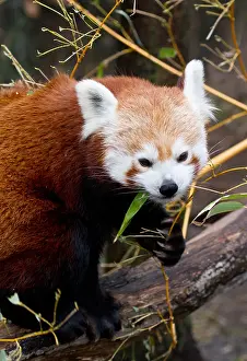 Foods Prints: Red Panda (Ailurus fulgens) in Captivity