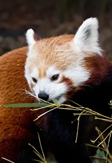 Captive Prints: Red Panda (Ailurus fulgens) in Captivity