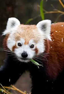 Foods Prints: Red Panda (Ailurus fulgens) eating