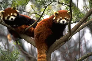 Tree Prints: Red pandas in tree