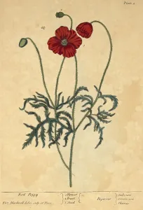 Weed Prints: Red Poppy, Medicinal Plant, 1737