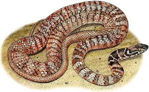 Nonvenomous Prints: Red Racer Snake