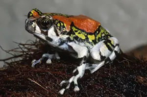 Rain Prints: Red Rain Frog