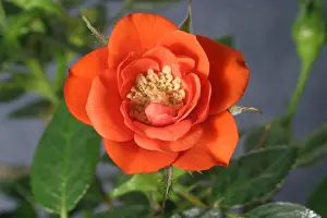 Nature Prints: Red Rose blooming