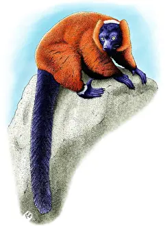 Ruffed Prints: Red Ruffed Lemur
