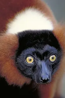 Misc 2 Prints: Red ruffed lemur, Madagascar