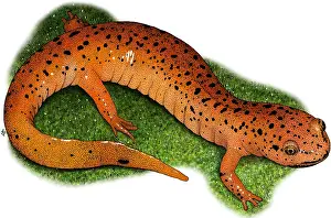Salamander Prints: Red Salamander
