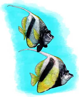 2016 Prints: Red Sea Bannerfish