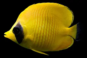 Horizontal Prints: Red Sea Butterfly Fish