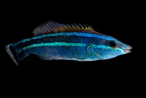 Lines Prints: Red Sea Cleaner Wrasse