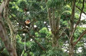 World Prints: Red-shanked Douc Langur
