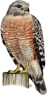 Hawk Prints: Red-shouldered Hawk