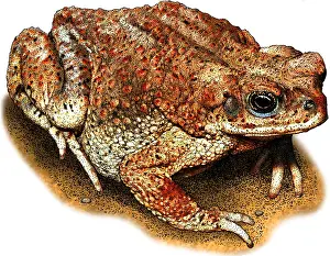 April Prints: Red spotted toad