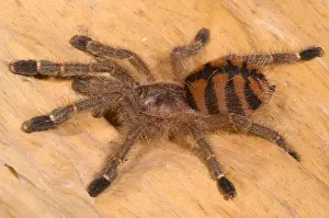 Hairy Prints: Red Stripe Pink Toe Tarantula