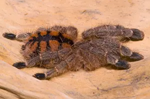 Hairy Prints: Red Stripe Pink Toe Tarantula