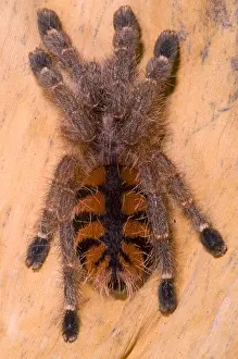 Hairy Prints: Red Stripe Pink Toe Tarantula
