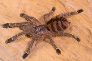 Hairy Prints: Red Stripe Pink Toe Tarantula