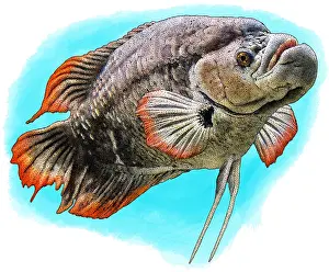Aquarium Prints: Red-tailed giant gourami