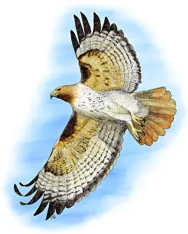 Flying Prints: Red-tailed Hawk