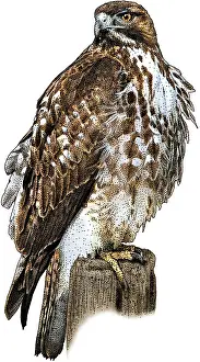 Hawk Prints: Red Tailed Hawk-Perched