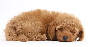 Dogs Prints: Red Toy Poodle Puppy