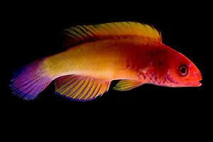 Community Prints: Red Velvet Fairy Wrasse