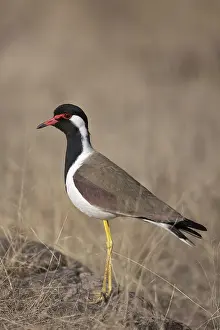 Fauna Prints: Red-wattled Lapwing