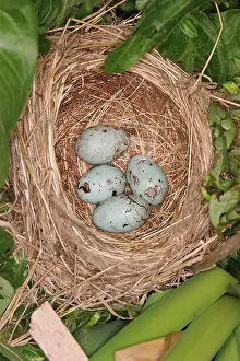 Misc 2 Prints: Red-winged Blackbird Nest