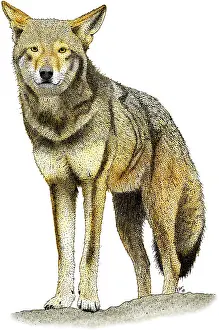 Wolf Prints: Red Wolf