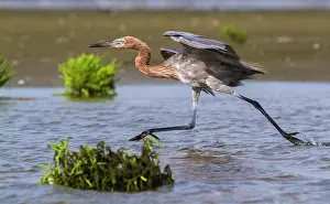 Science Source Collection Prints: Reddish Egret Running in Tidal Marsh