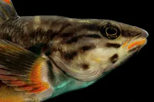 Little Prints: Redline Darter (Etheostoma rufilineatum)