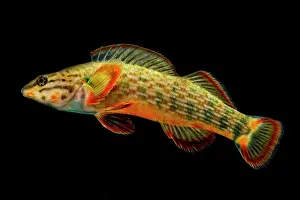 Little Prints: Redline Darter (Etheostoma rufilineatum)