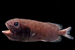 Fish Prints: Redmouth Whalefish