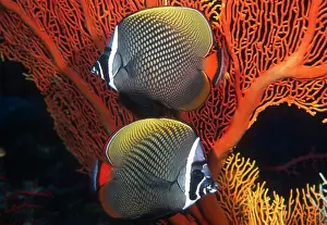 Prints of Redtail or White-collared Butterflyfish, (Chaetodon collare), against gorgonians, Thailand, Andaman Sea : Redtail Butterflyfish