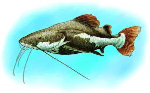 Redtail Catfish
