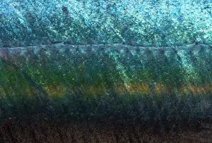 Dark Prints: Redtail Scad (Decapterus tabl)