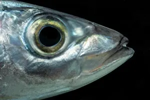 Dark Prints: Redtail Scad (Decapterus tabl)