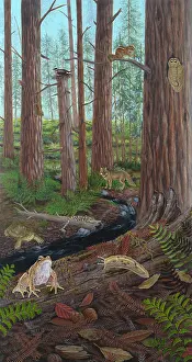 Diagram Prints: Redwood Forest