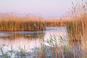 Nature Prints: Reeds in Cape May