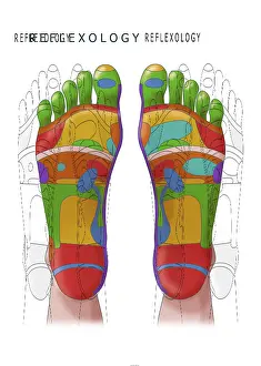 Chart Prints: Reflexology, Illustration