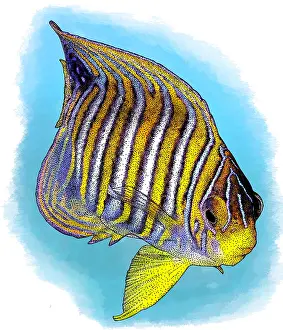 2016 Prints: Regal Angelfish