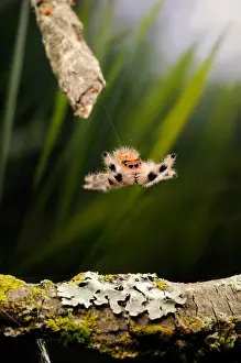 Arthropod Prints: Regal Jumping Spider Jumping